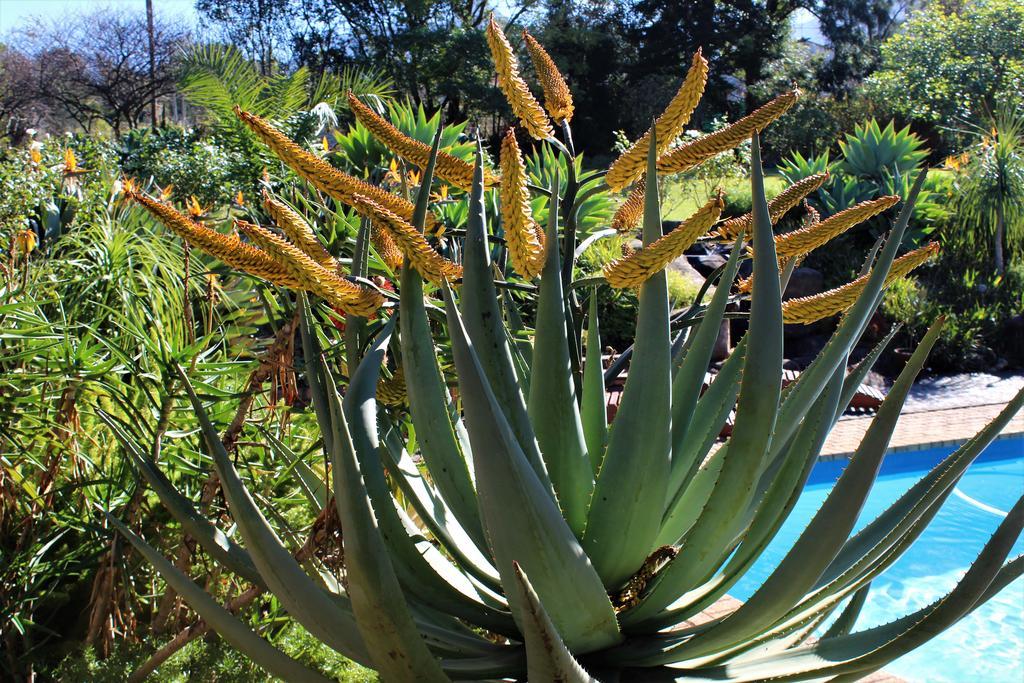 Marula Lodge Swellendam Buitenkant foto