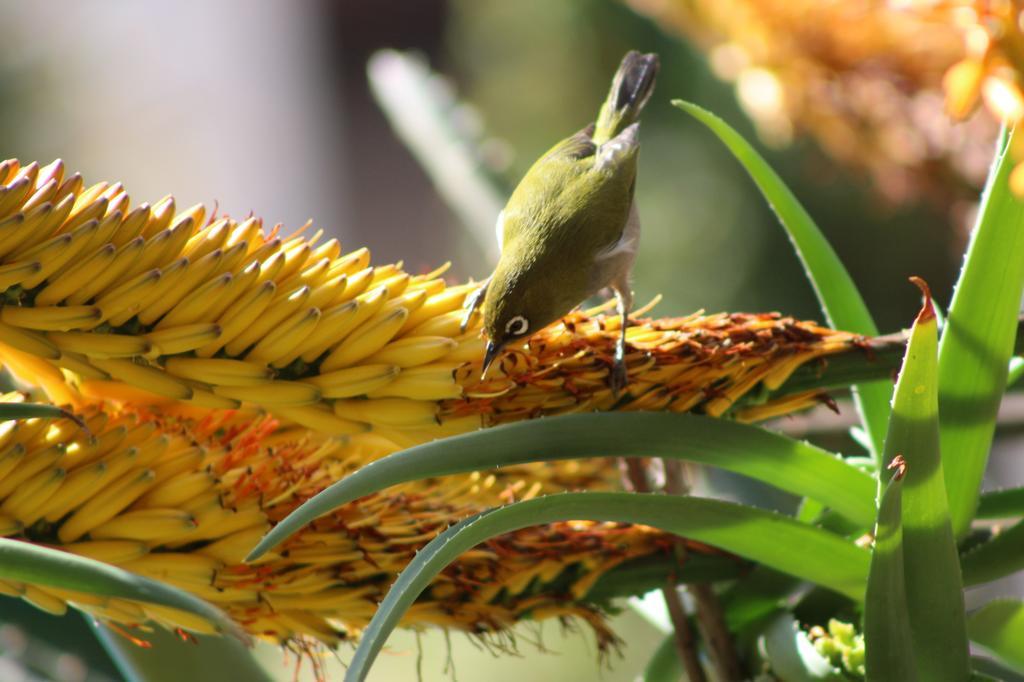 Marula Lodge Swellendam Buitenkant foto
