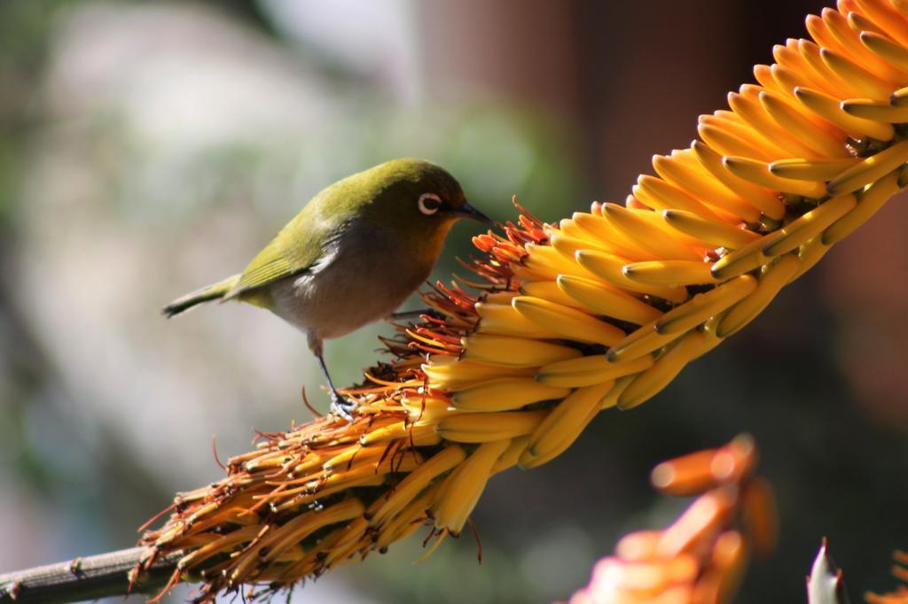 Marula Lodge Swellendam Buitenkant foto